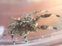 Habronattus amicus