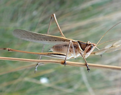 Chinnandectes neenan