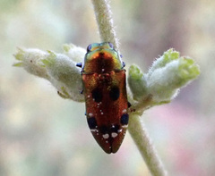 Neospades cupriferus