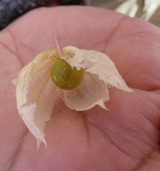 Physalis crassifolia