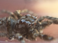 Habronattus amicus