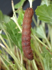 Neumichtis