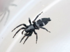 Aphantaulax cincta