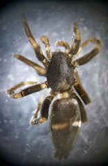 Aphantaulax cincta