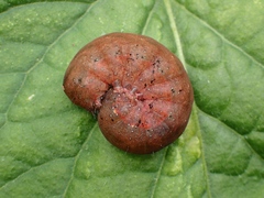 Neumichtis