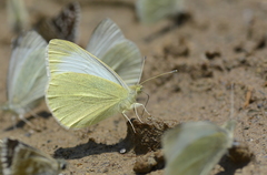 Pieris ergane