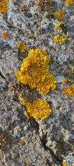 Xanthoria parietina