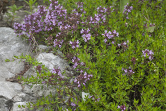 Thymus komarovii