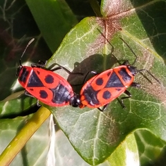 Pyrrhocoris apterus