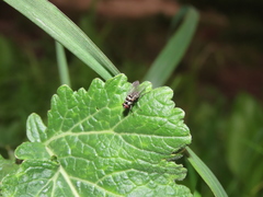 Limnophora obsignata