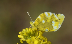 Zegris eupheme