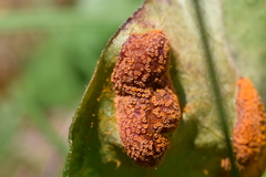Puccinia paederiae