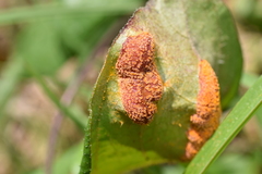 Puccinia paederiae