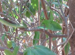 Philothamnus punctatus