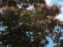 Pterodon emarginatus