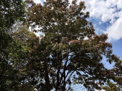 Pterodon emarginatus