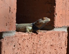 Sceloporus cyanogenys