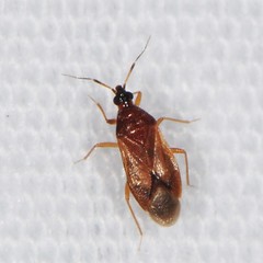 Amphiareus obscuriceps