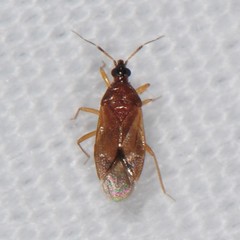 Amphiareus obscuriceps