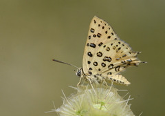 Cigaritis cilissa