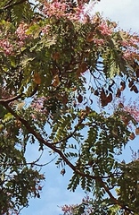 Pterodon emarginatus