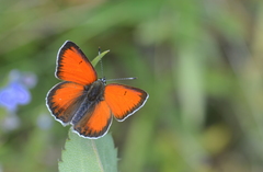 Lycaena candens