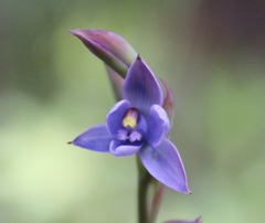Thelymitra malvina