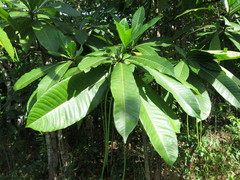 Alstonia spectabilis
