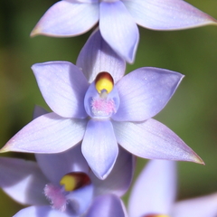 Thelymitra malvina