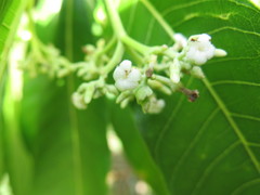 Alstonia spectabilis