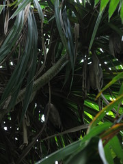 Pandanus krauelianus
