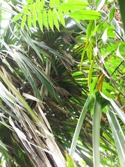 Pandanus krauelianus