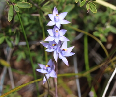 Thelymitra malvina