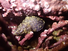 Paciocinebrina circumtexta