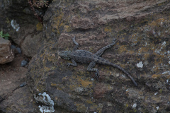 Agama lionotus