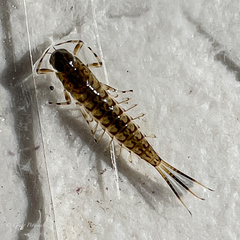 Ameletidae
