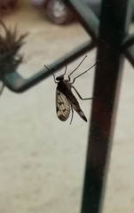 Rhagio atlanticus