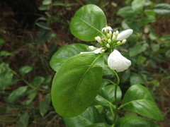 Coelospermum decipiens