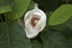 Magnolia sieboldii