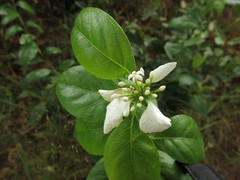 Coelospermum decipiens