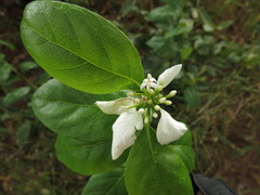 Coelospermum decipiens