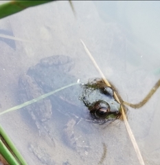 Pelophylax