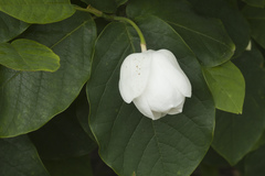 Magnolia sieboldii