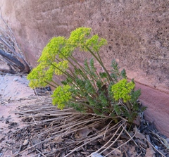 Lomatium parryi