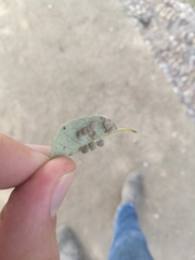 Dryomyia lichtensteinii