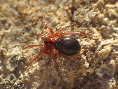 Pelecopsis bucephala