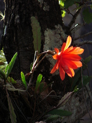 Hylocereeae