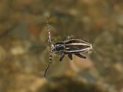 Dorcadion molitor
