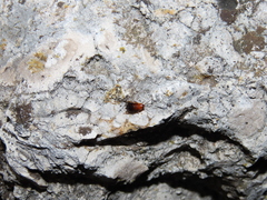 Loboptera