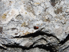 Loboptera